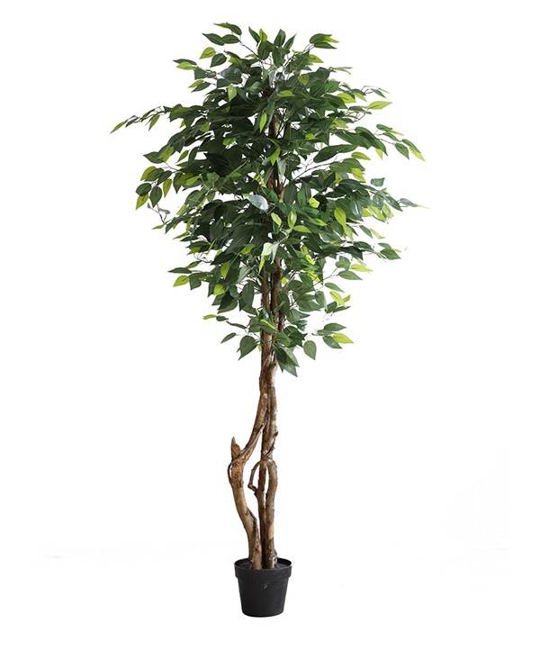 FICUS TREE NP5209_180 ΥΨΟΣ 180cm NewPlan