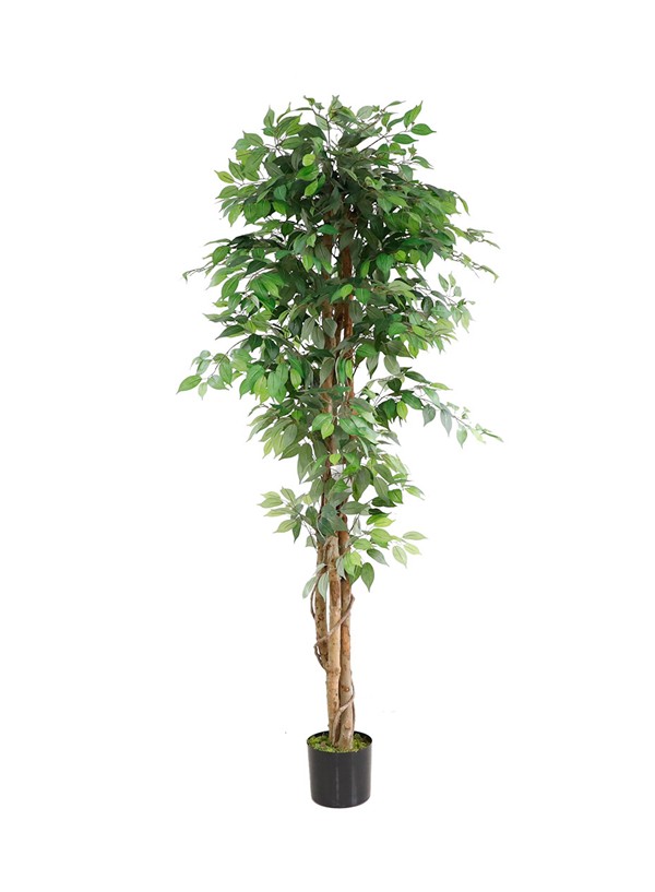 FICUS TREE NP0081_210 ΥΨΟΣ 210cm NewPlan